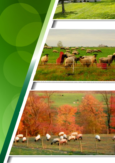 MSB Suffolk Club Lambs