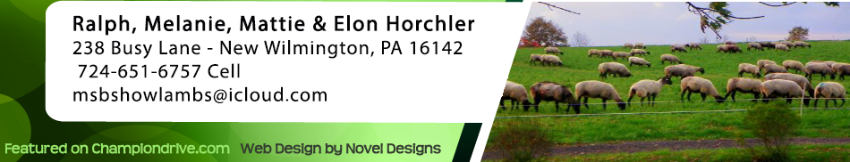 MSB Suffolk Club Lambs